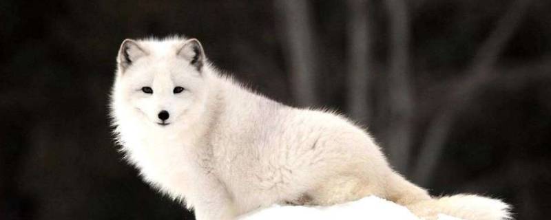 白狐是吉祥物吗（九尾狐多少钱一只）