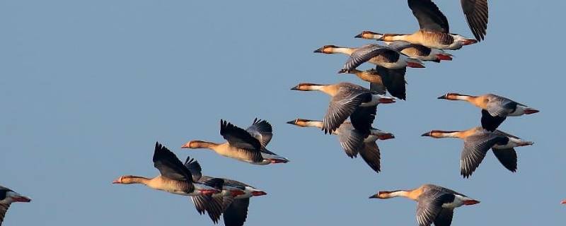 迁徙的鸟类有哪些 迁徙的鸟类有哪些图片