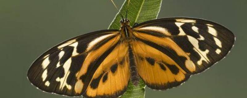 蝴蝶是害虫吗（蚂蚁是害虫吗）