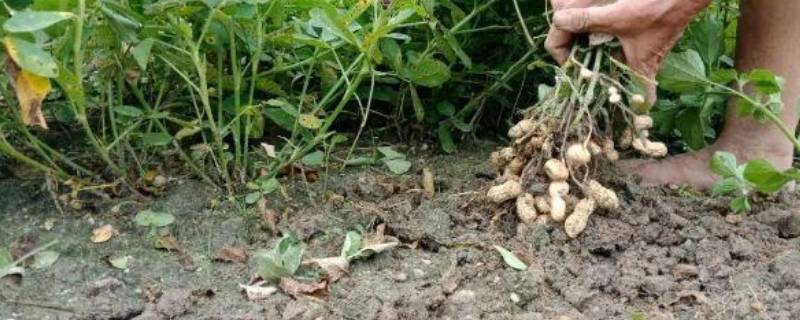 花生寓意 花生寓意吉祥词语