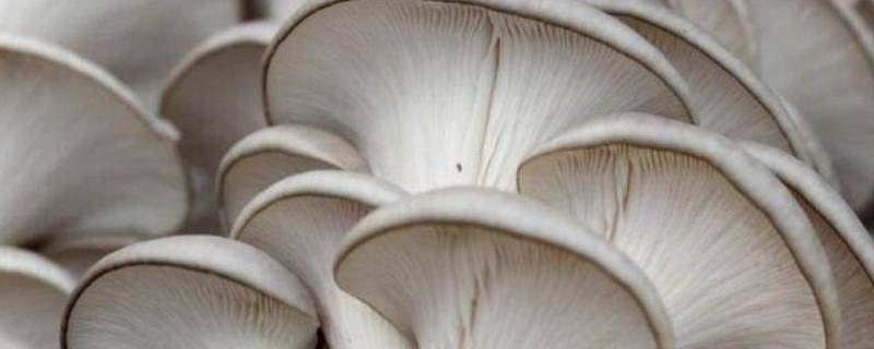 蘑菇放了几天可以吃吗(蘑菇放了几天可以吃吗会中毒吗)