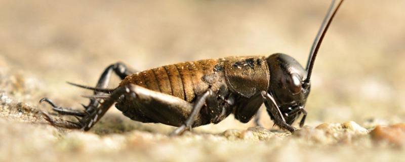 昆虫记蟋蟀的特点（昆虫记蟋蟀最大的特点）
