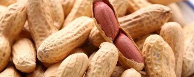 花生成分（100g花生的营养成分表）