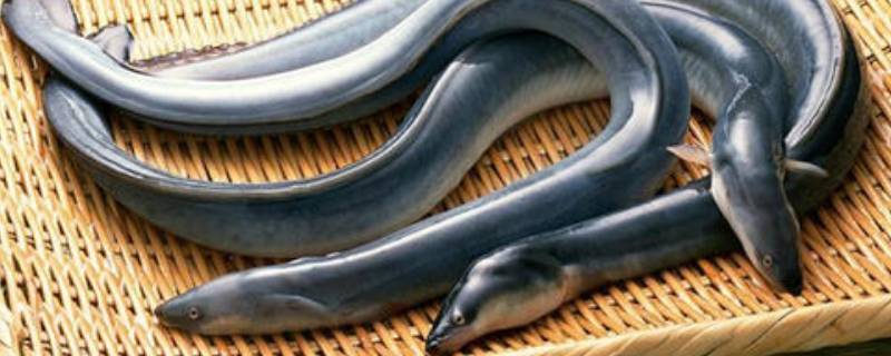 白鳗鱼在哪里（白鳗鱼在哪里波兰牛）