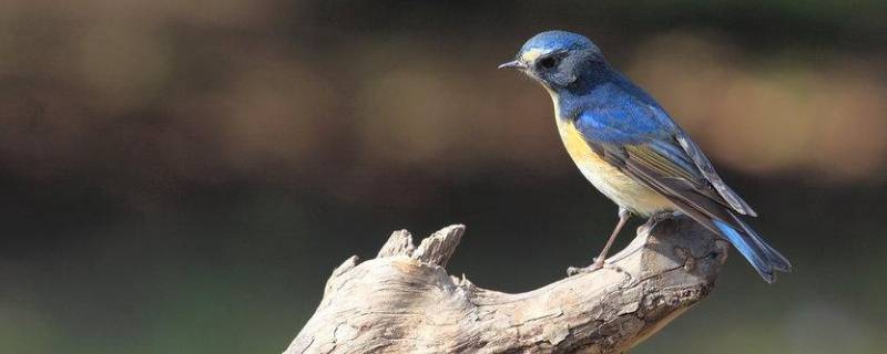 鸟冬眠吗(鸟冬眠吗?为什么?)