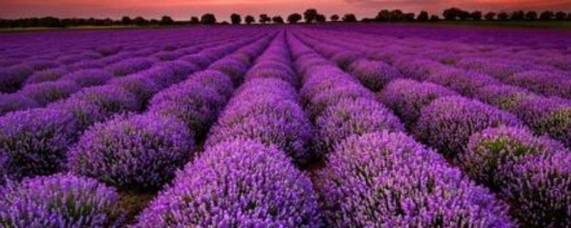 普罗旺斯是什么意思（普罗旺斯有什么）