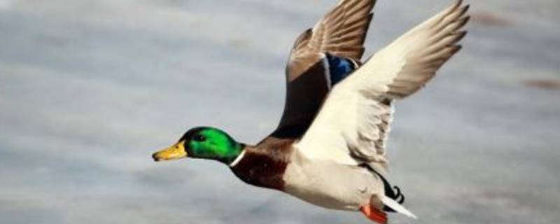 会飞但不是鸟类的动物有哪些 不会飞的鸟是什么动物