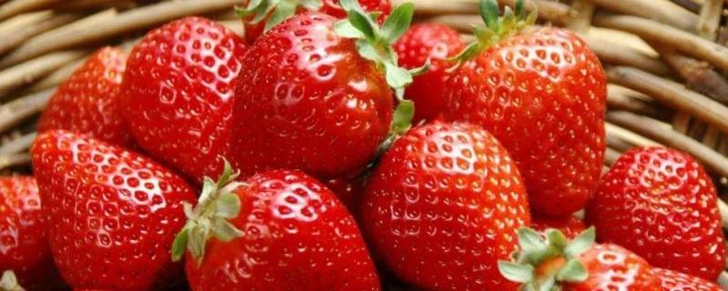 草莓冬季在外面怕冻吗（草莓冬季在外面怕冻吗为什么）