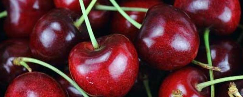 车厘子spd是什么型号 车厘子SP-D