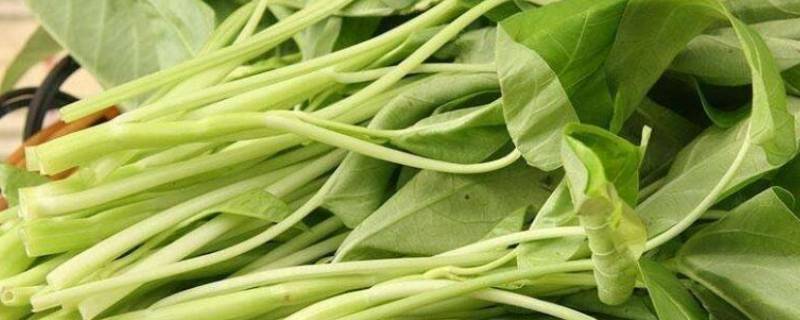 蕹菜的主要形态特征 熘菜突出的特点是什么