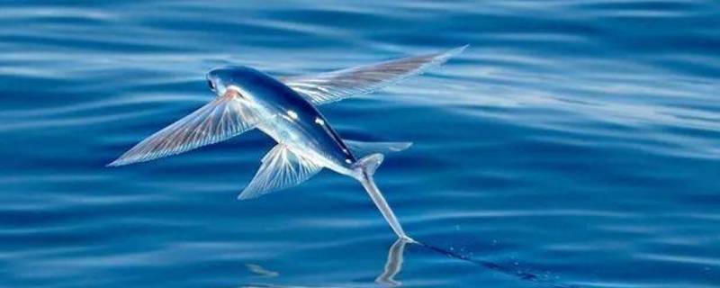 会飞的动物有哪些（会飞的动物有哪些图片）