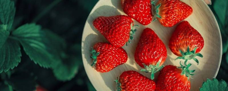 草莓冻坏了是什么样子 冻坏的草莓