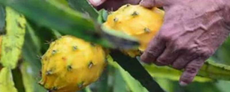 黄皮火龙果叫什么（黄皮果）