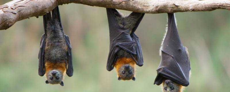 蝙蝠的耳朵是雷达的什么 蝙蝠的耳朵是雷达的什么部位