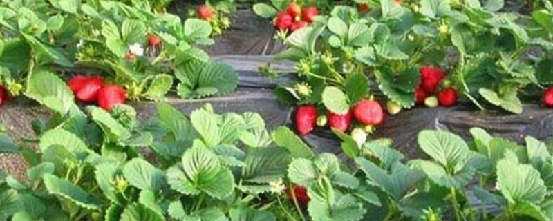 草莓冻了怎么办（草莓不小心冻了怎么办）