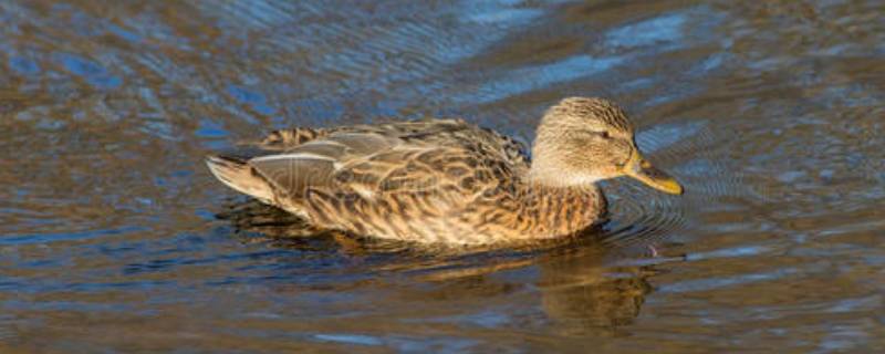 quack是什么动物 quackquack是什么动物的叫声