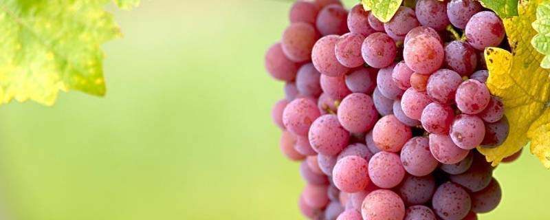 葡萄收获的季节是秋季吗 葡萄收获是什么季节