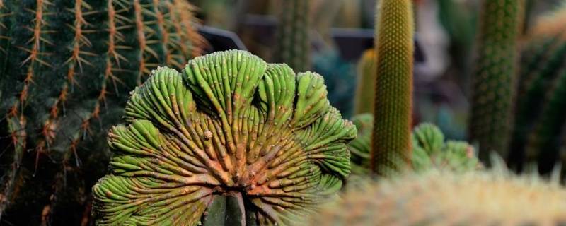 哪一种仙人掌有毒不能吃（毒死人的仙人掌的图片）