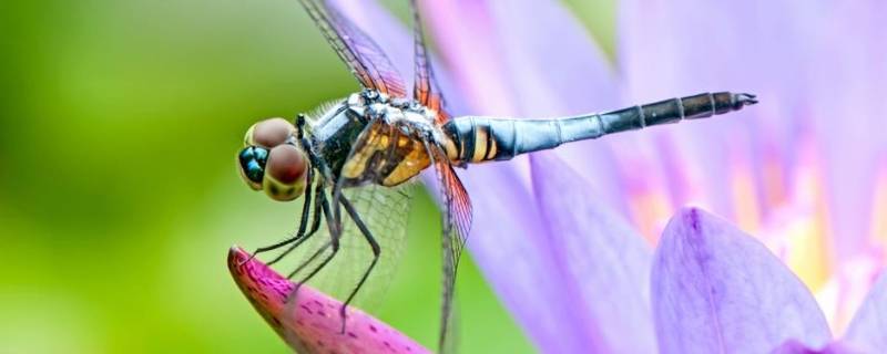 昆虫特征 昆虫特征口诀