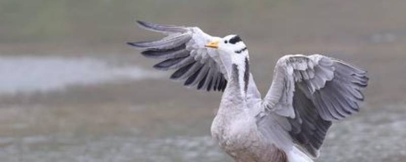 哪种鸟可以飞过珠穆朗玛峰（哪种鸟可以飞过珠穆朗玛峰的高度）