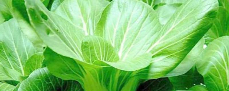 青菜冬天会冻死吗 青菜冬天会冻死吗