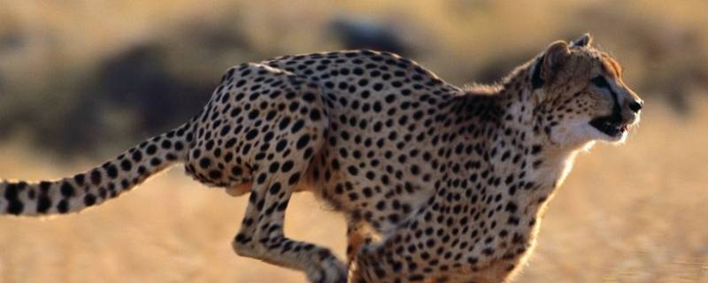 豹子的速度（豹的速度,鹰的眼睛,熊的力量,狼的耳朵）