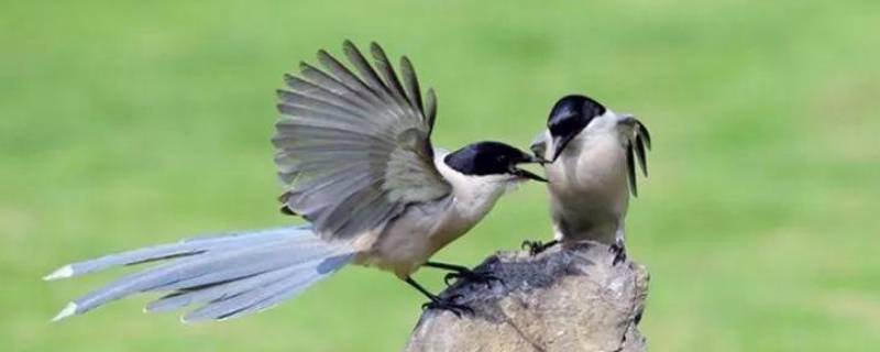 灰喜鹊和喜鹊的区别 农村常见的几种黑鸟