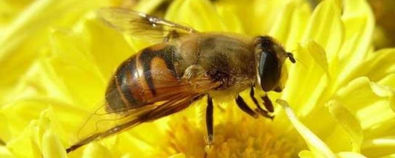 黄蜂的习性（黄蜂的特征简单介绍）