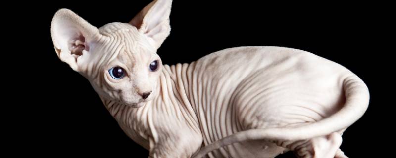 哪些动物身上没有毛 哪个动物身上没有毛