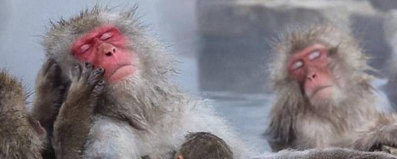 猴子能活多久 猴子活多久?