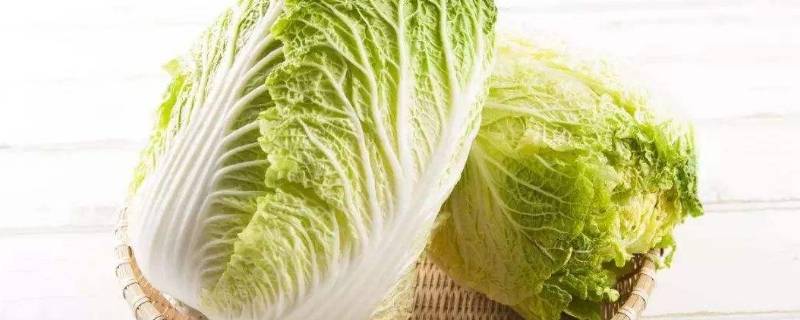 白菜有黑点能吃吗怎么回事（白菜上有黑点还能吃吗）