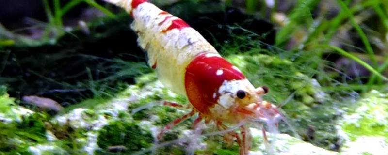 节肢动物是脊椎动物吗 节肢属于脊椎动物吗