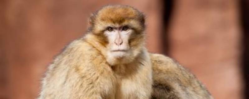 高级动物有哪些 高级动物有哪些动物