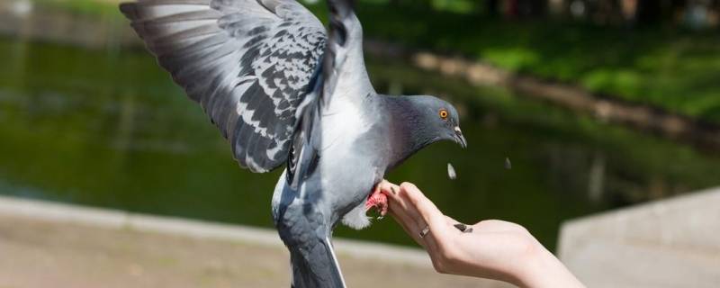 鸽子代表的象征意义是什么(鸽子代表的象征意义是什么意思)