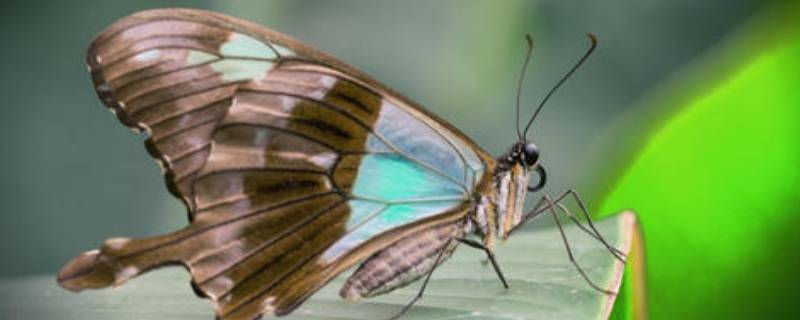 蝴蝶的触角像两个什么（蝴蝶的两个触角是干什么用的）
