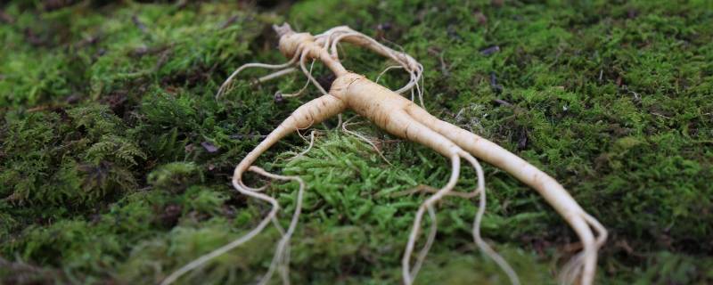 野台参别名是什么 野台参是什么参