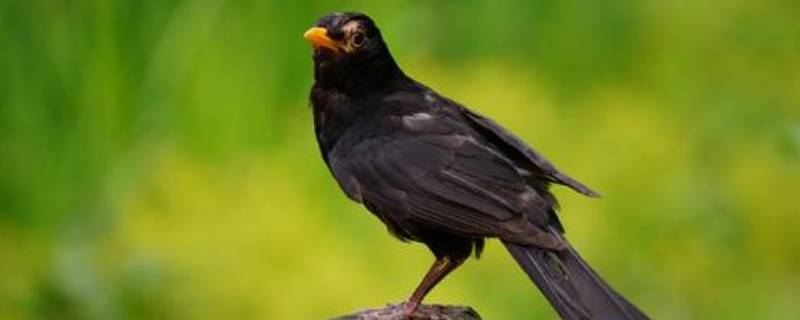 黑色的鸟有哪几种（中国黑色的鸟有哪几种）