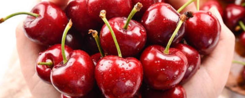 车厘子在爱情里代表什么 车厘子在爱情里代表什么意思