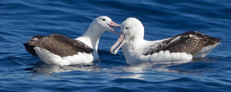 信天翁是什么鸟（信天翁是什么鸟视频）