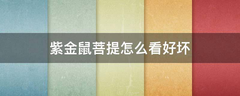 紫金鼠菩提怎么看好坏（紫金鼠菩提怎么看好坏图解）