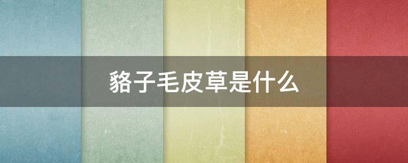 貉子毛皮草是什么（貉子毛皮草是什么毛）