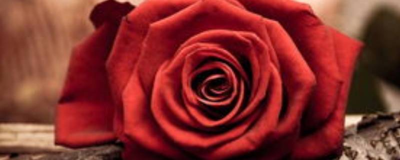 40朵玫瑰代表什么意思（40朵玫瑰是什么意思）