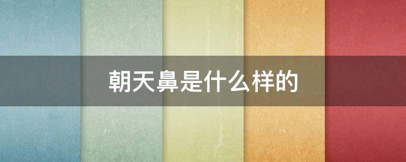 朝天鼻是什么样的（朝天鼻是什么样的图片）
