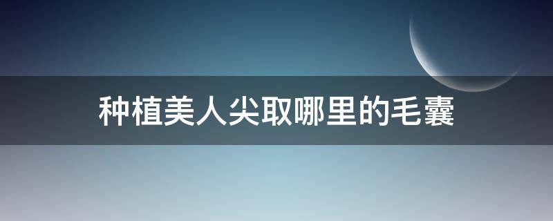 种植美人尖取哪里的毛囊（美人尖种植前后图片）