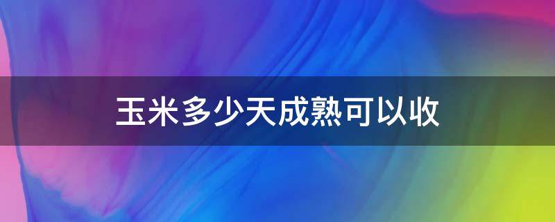 玉米多少天成熟可以收（现在玉米多少钱一斤2023年）