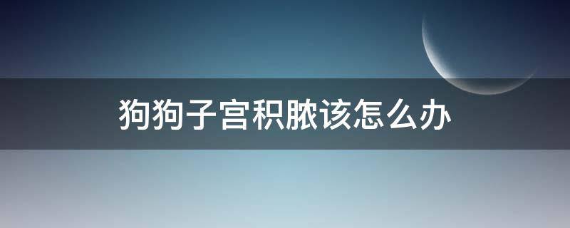 狗狗子宫积脓该怎么办 狗狗子宫积脓该怎么办呢