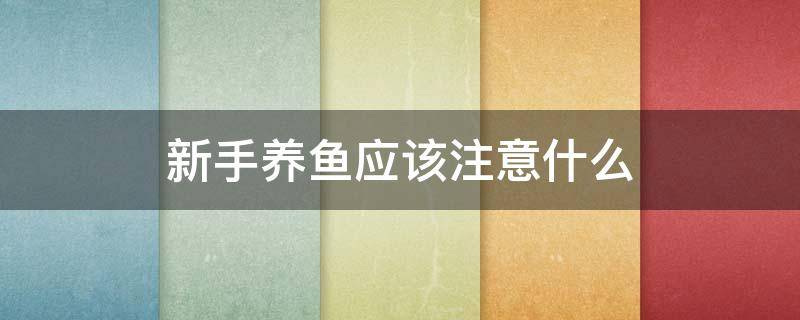 新手养鱼应该注意什么（新手养鱼要注意什么）