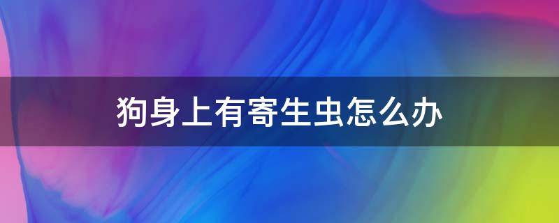 狗身上有寄生虫怎么办 狗狗身上有寄生虫该怎么办
