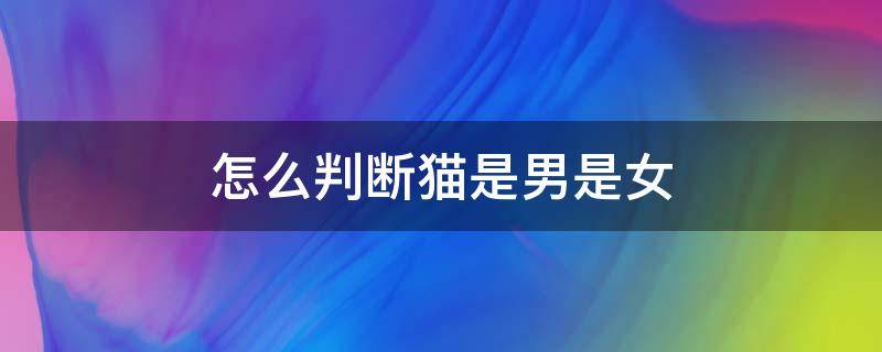 怎么判断猫是男是女 怎样判断猫是男是女