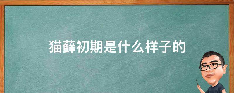 猫藓初期是什么样子的 猫藓初期是什么样子的图片